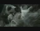 犬と猫、二人は仲良し
