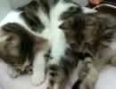 うちの猫 vol. 01