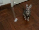 うちの猫 vol. 02