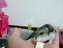 僕の○○が白いアレをペロペロ♪