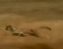 チーター対人間