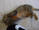 猫に蹴られる喜び