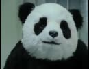 【CM】Arab Dairy panda Cheese パンダチーズ