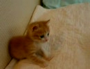 子猫 VS フェレット 2