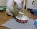 前足で水を飲むねこ。