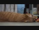 ハッスルするぬこをコッソリ撮ってみた