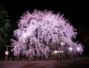 桜｢コブクロ」弾き語り