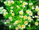 【ニコラップ】完全犯罪【togarinezumi】