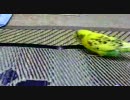 変態インコ