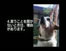 犬とわたしの１０の約束（愛犬でん君）