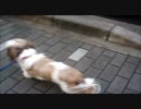 2011.01.25　今日のコースケ　カット