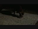 裏庭に住むキツネ【猫もいるよ】