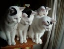 牛柄猫家族 ～自宅警備中～