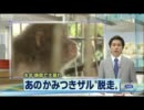 かみつきザル再捕獲もまた脱走！？