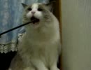 洗面所で遊ぶ猫