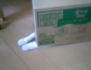 箱入り猫３