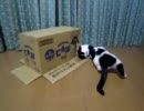 【MHP3ｒｄ？】猫とダンボールその２