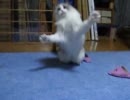 猫に遊んでもらおう！３