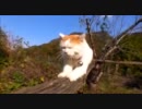 【かご猫】爪とぎ詰め合わせ【シロ】