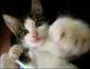 ネコアルバム