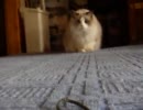 猫アタック2連発
