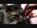 新しくカメラを新調したので猫と戯れてみた