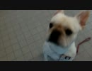 フレンチブルドッグ　☆との☆　まだ