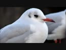 モフモフ＆つぶらな目が萌え過ぎるゆりかもめ