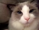 猫とお昼寝。ごろごろネコ