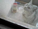 部屋に侵入を試みるぬこ