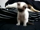 ザキ家の猫（ラグドール）事情その３