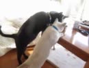 ミルクべろんべろん