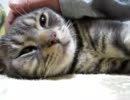本日のじろさん2/1-愛でる-