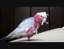 モモイロインコがガジガジするだけ