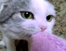 とらお　今日もタオルで遊ぶ
