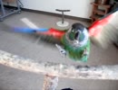 HS【ウロコインコの飛翔 Part1】