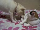 犬と猫のプロレス。　やつあたり編。