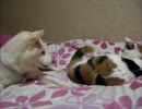犬と猫のプロレス。　やつあたり編。その２