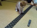 【生後】ぬこｖｓ爪やすり【３ヶ月】