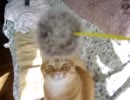 ５分もたなかった・・・