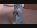 腹減った猫も 吹 っ 切 れ た