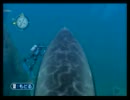 『FOREVER BLUE』を穏やかに実況　Part9
