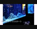 【AQUARIUM DINING 優羽】自慢のアクアリウムシート