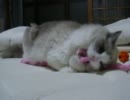 また猫に遊んでもらおう！４