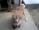 【BL】　犬　×　猫　【注意】