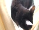 うちのにゃんこ１