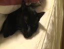 うちのにゃんこ２