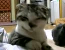 【（∪・ω・）】子ぬこ【ぬっこぬこにしてやんよ！】