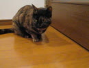 吐き気がする猫