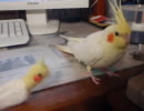 オカメインコのトマト　ＶＳトマト2号　11/02/07